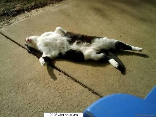 funny animals - johny24k - Funny