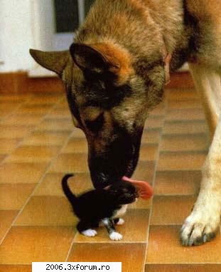 funny animals - johny24k - Funny