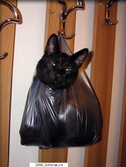 :rotfl: funny animals
