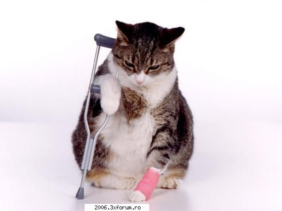 funny animals - johny24k - Funny