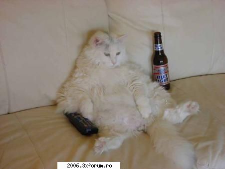 funny animals - johny24k - Funny