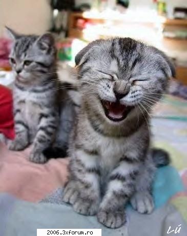funny animals - ma stramb de ras !!!!!!!! - Funny