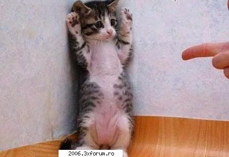 funny animals - de ce nu ai baut tot lapticu`l ?? - Funny